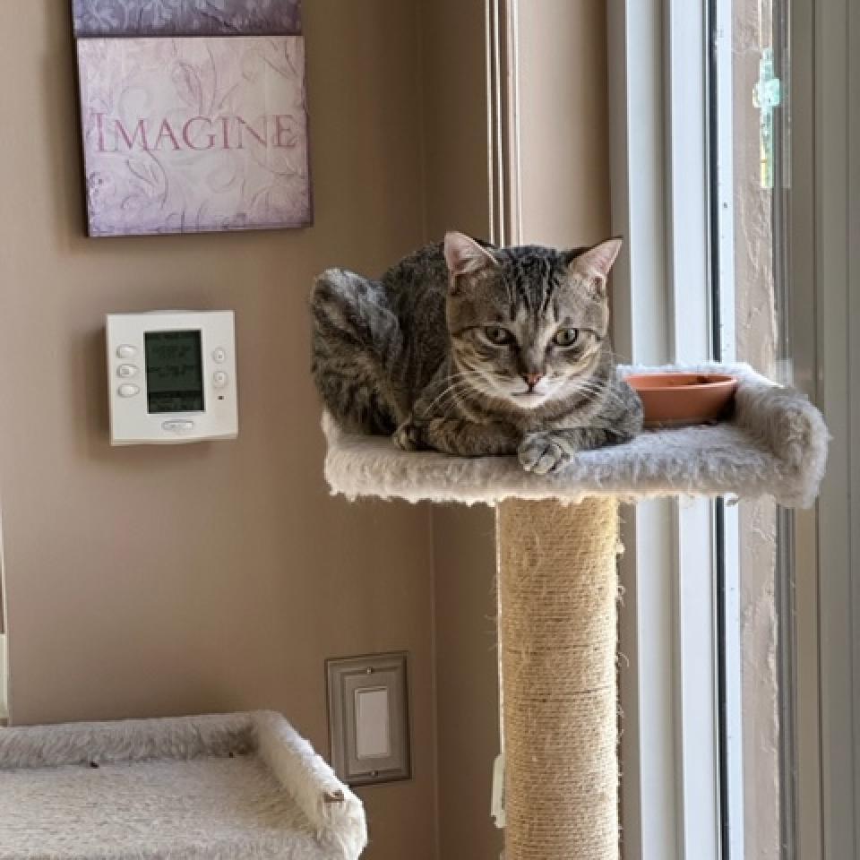 Enlarge Cappucino, a Adoptable Domestic Short Hair in Fort Lauderdale, FL image 1/6