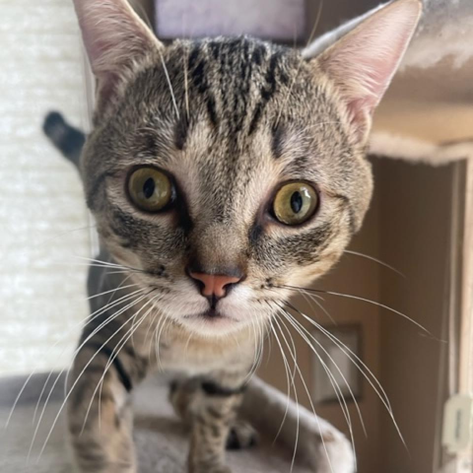 Enlarge Cappucino, a Adoptable Domestic Short Hair in Fort Lauderdale, FL image 2/6