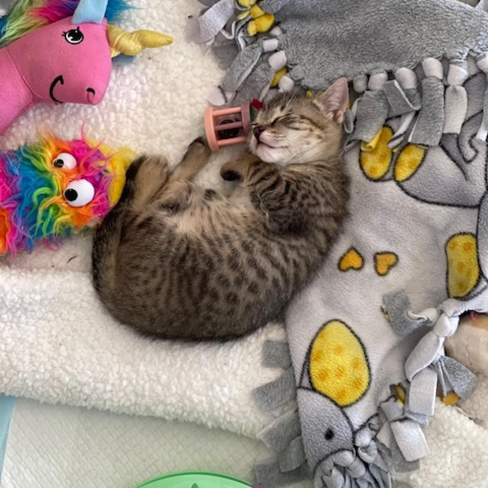 Enlarge Cappucino, a Adoptable Domestic Short Hair in Fort Lauderdale, FL image 3/6