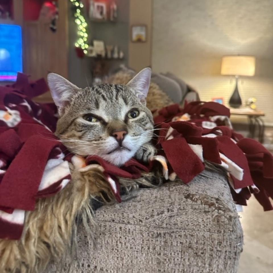 Enlarge Cappucino, a Adoptable Domestic Short Hair in Fort Lauderdale, FL image 5/6