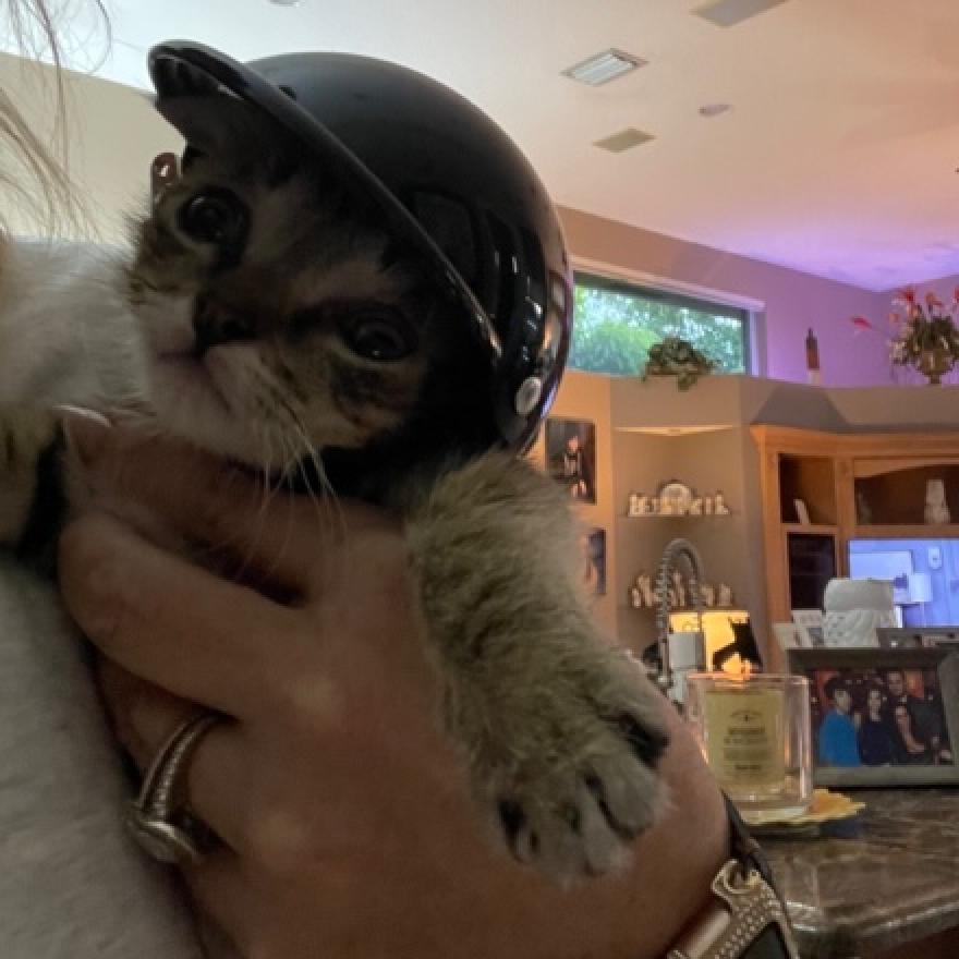 Enlarge Cappucino, a Adoptable Domestic Short Hair in Fort Lauderdale, FL image 6/6