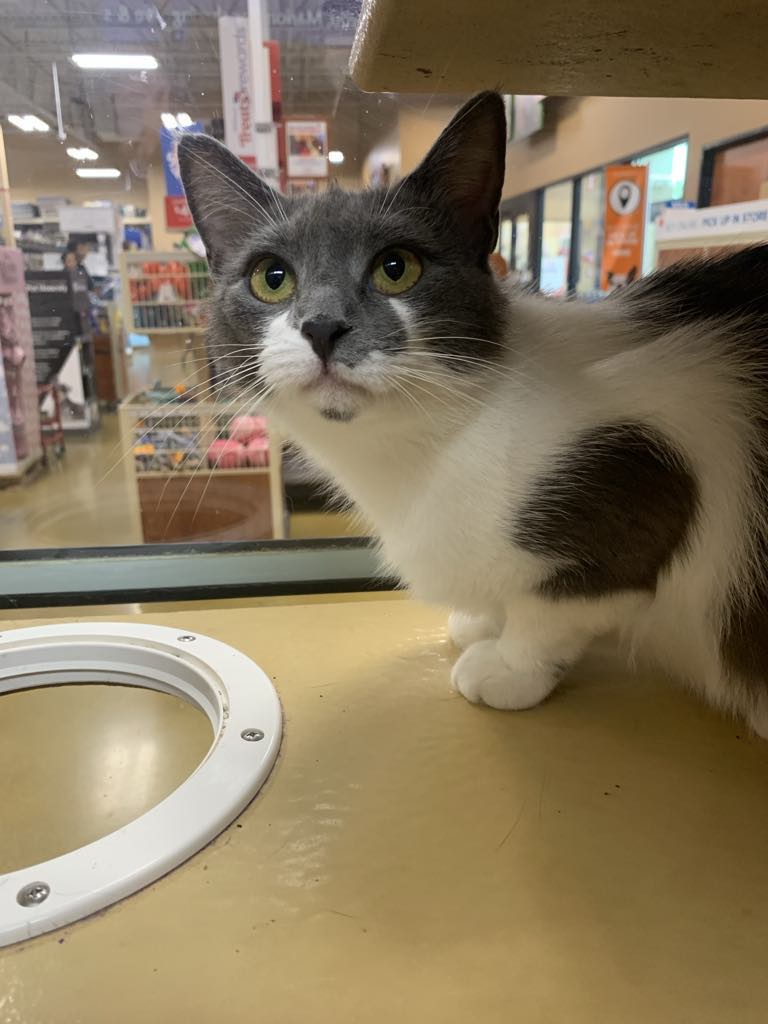 Enlarge Edie, a Adoptable Domestic Short Hair in Marion, IN image 1/1