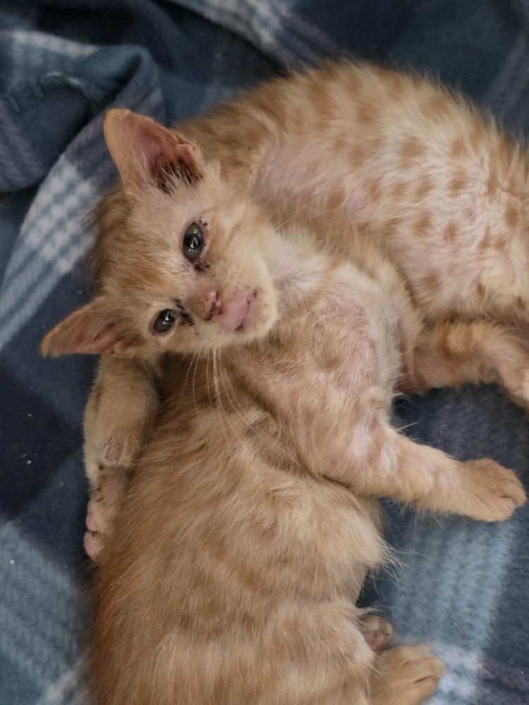 Buckwheat, Adoptable, Kitten Male Domestic Short Hair.