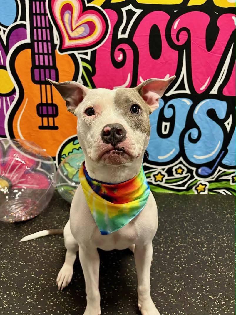 Cora, a ADOPTABLE American Staffordshire Terrier in Spring Lake Park, MN image 1/3