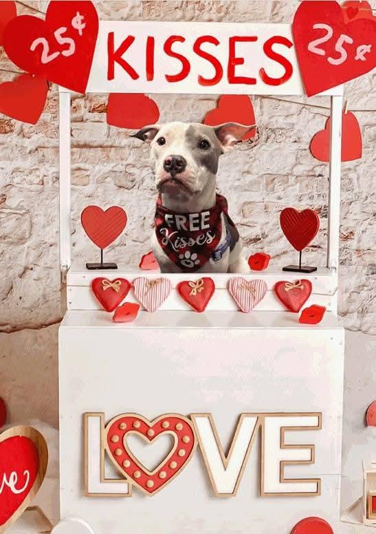 Cora, a ADOPTABLE American Staffordshire Terrier in Spring Lake Park, MN image 2/3
