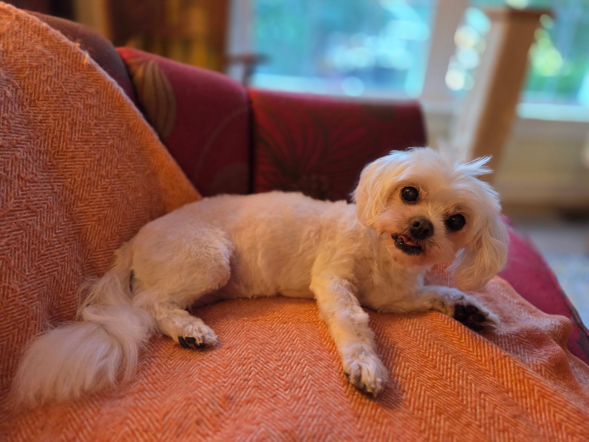 Lacey, Adoptable, Adult Female Maltese.