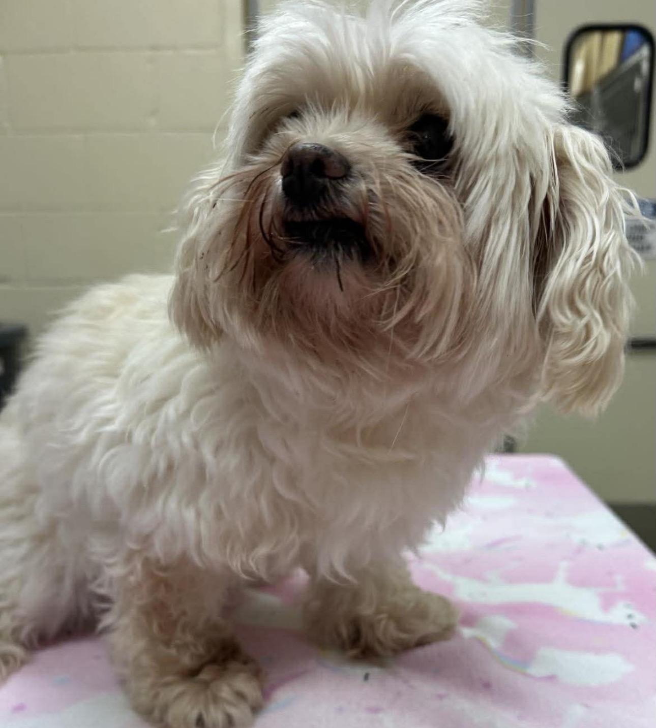 Enlarge Lacey, a Adoptable Maltese in Angier , NC image 5/6