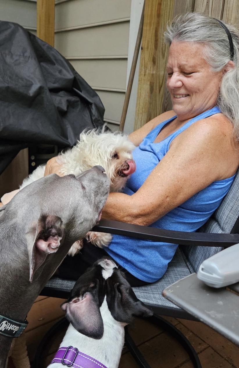 Enlarge Lacey, a Adoptable Maltese in Angier , NC image 6/6