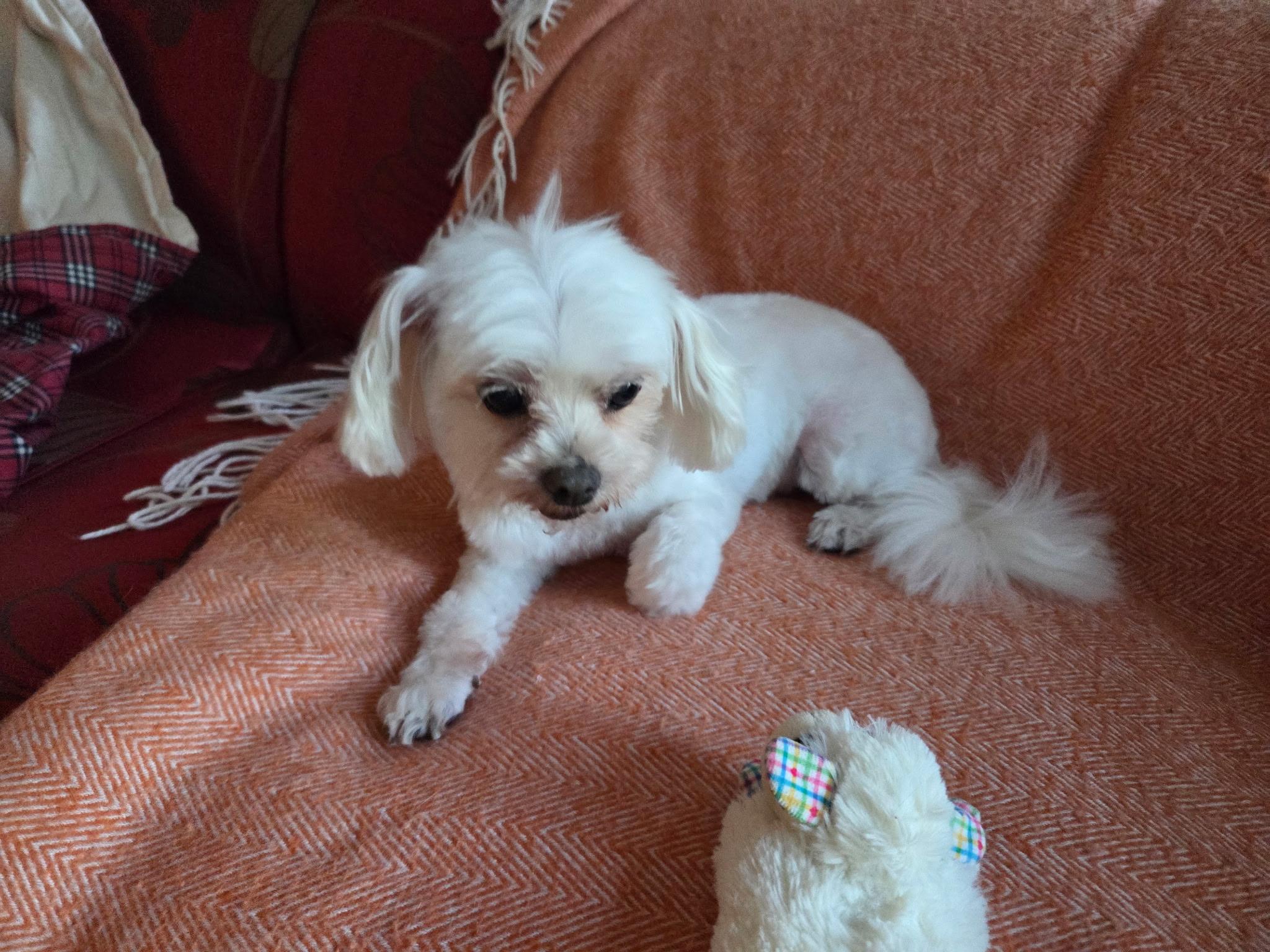 Enlarge Lacey, a Adoptable Maltese in Angier , NC image 2/6