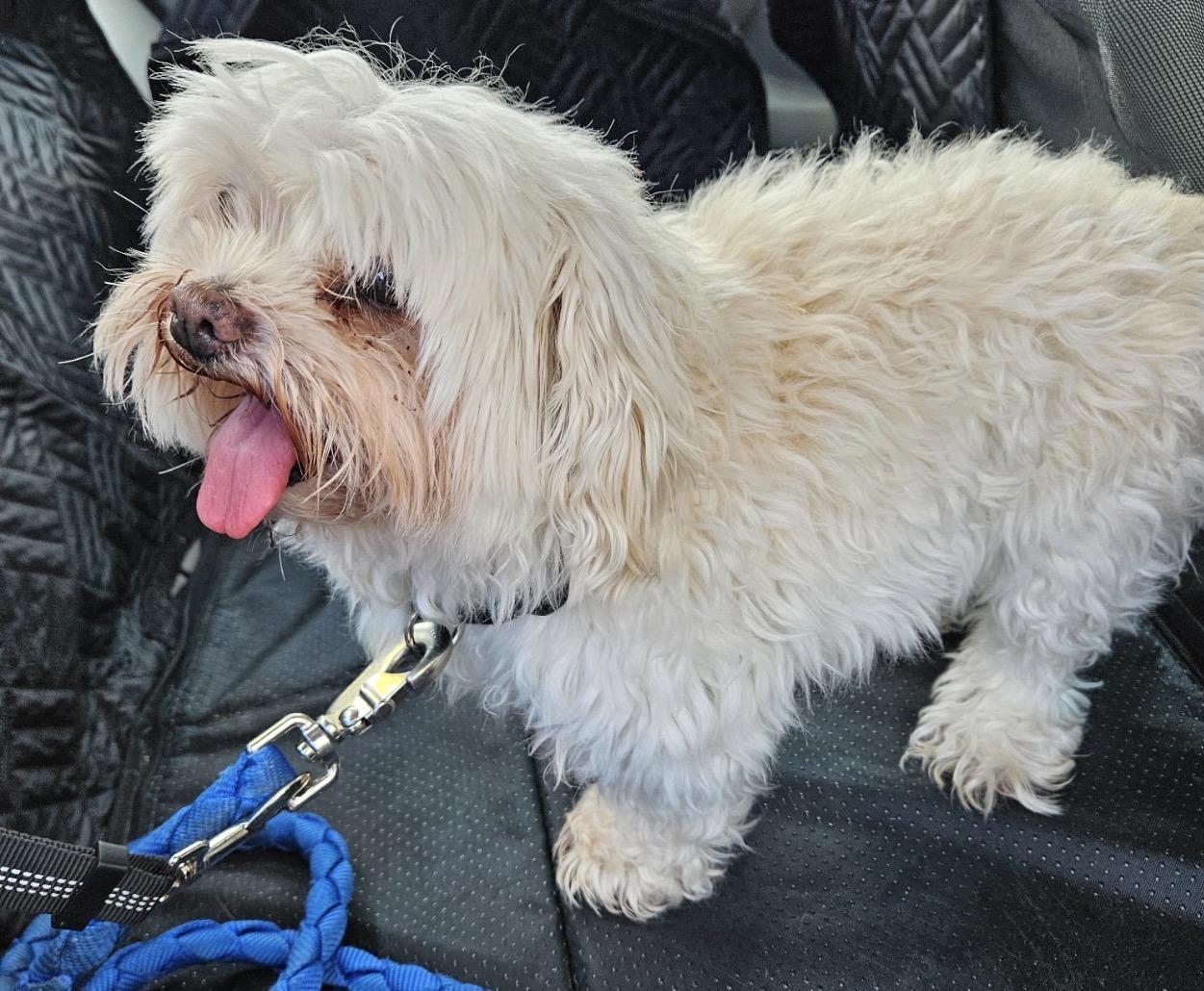 Enlarge Lacey, a Adoptable Maltese in Angier , NC image 4/6