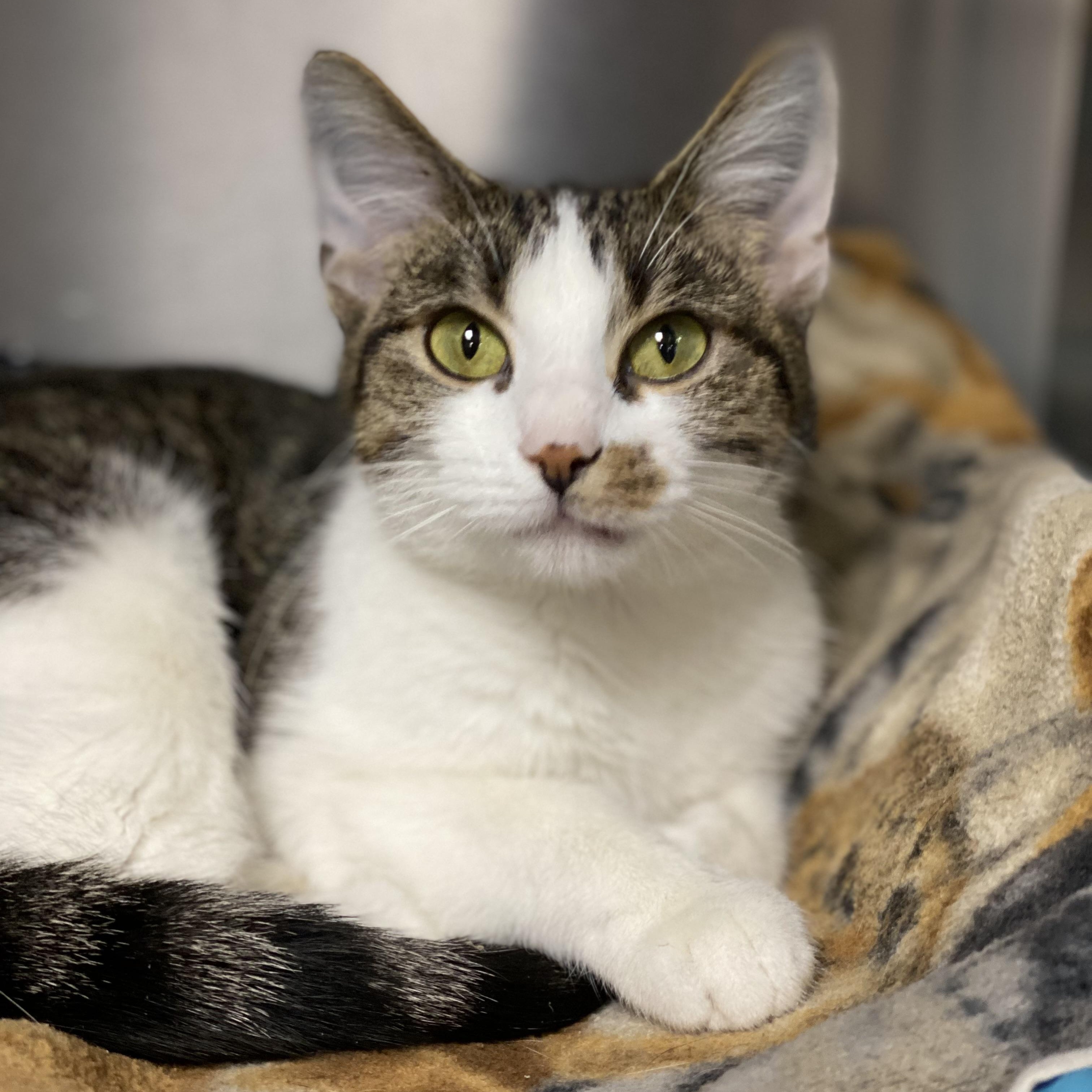 Enlarge Mistletoe , a Adoptable Domestic Short Hair in Collierville, TN image 1/3