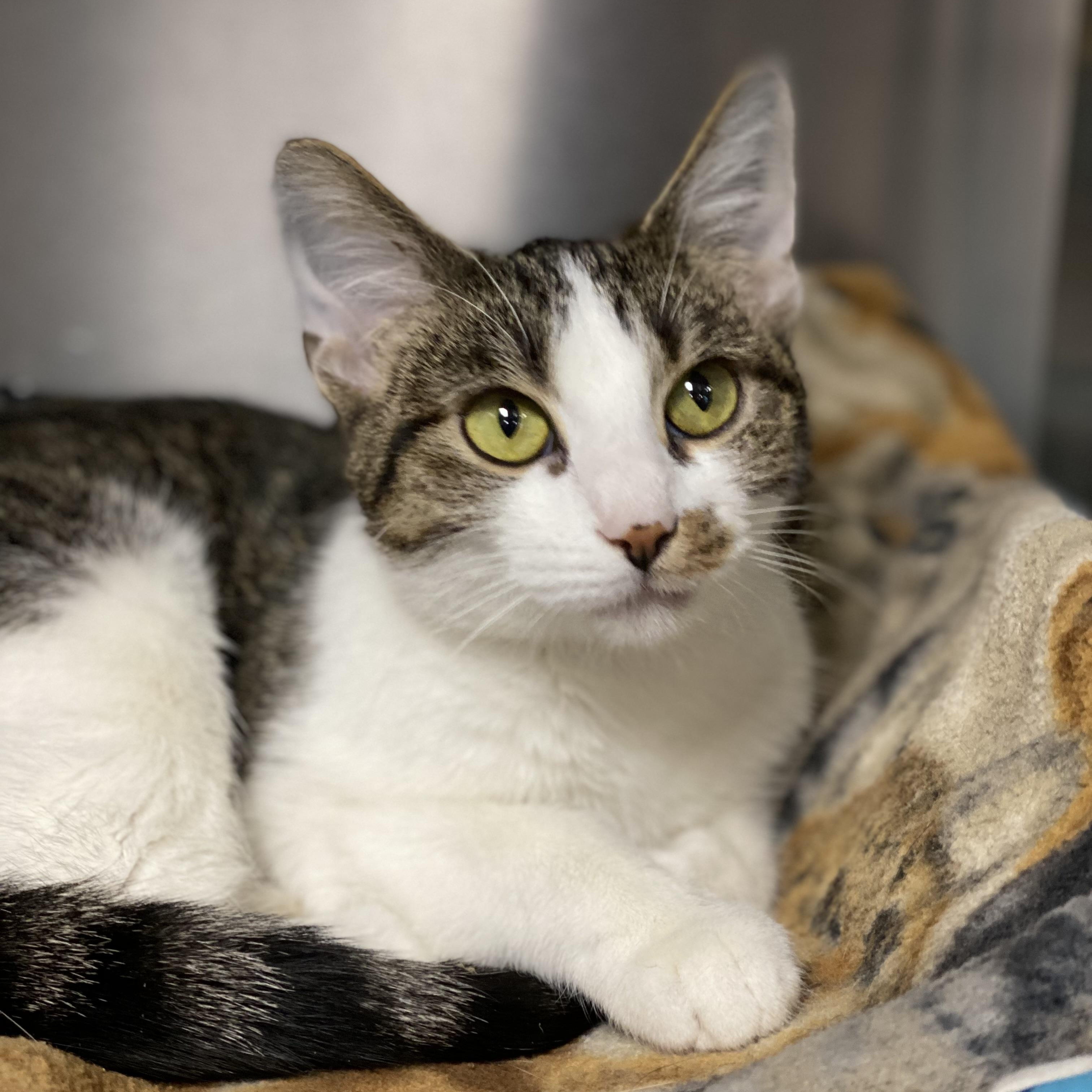 Enlarge Mistletoe , a Adoptable Domestic Short Hair in Collierville, TN image 2/3