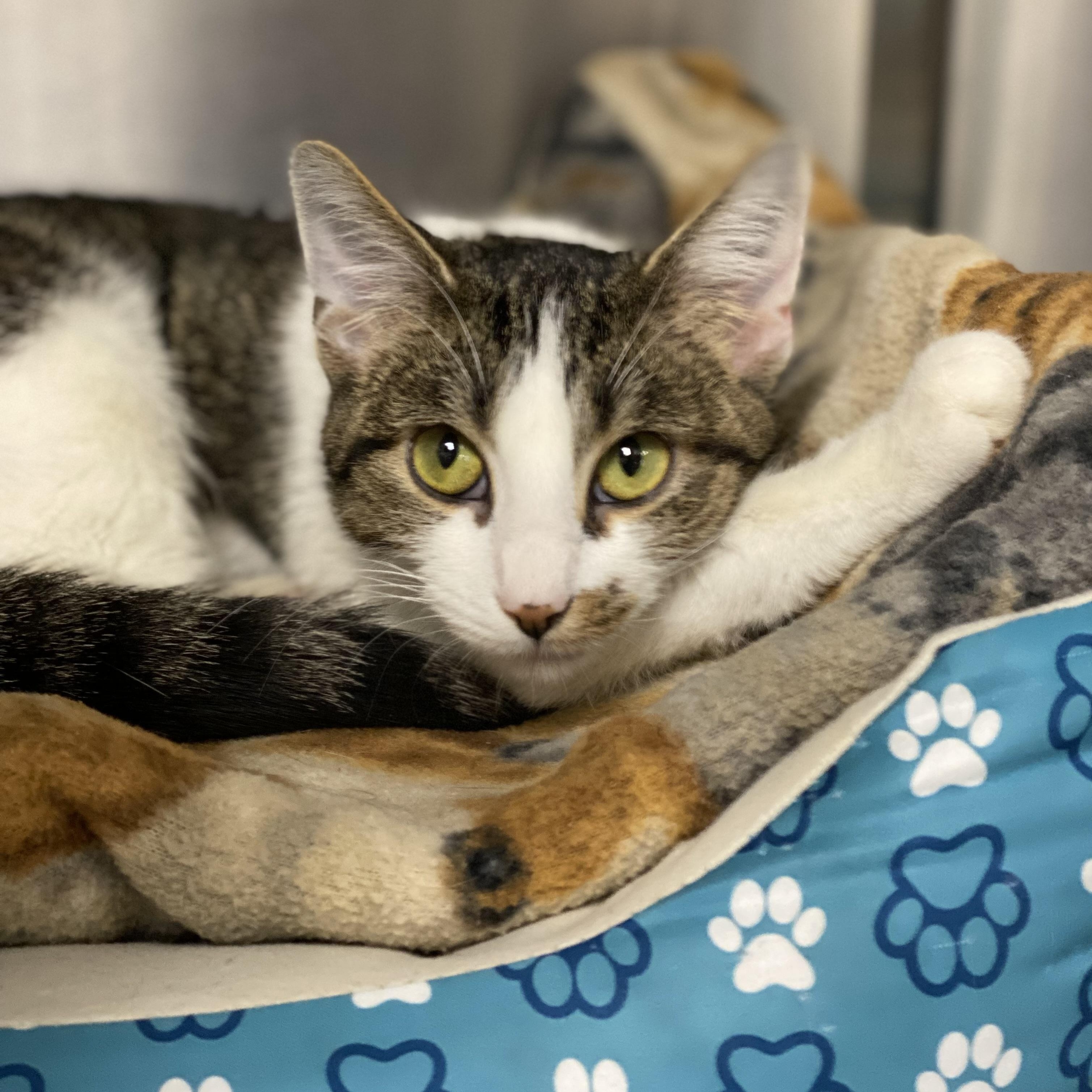 Enlarge Mistletoe , a Adoptable Domestic Short Hair in Collierville, TN image 3/3