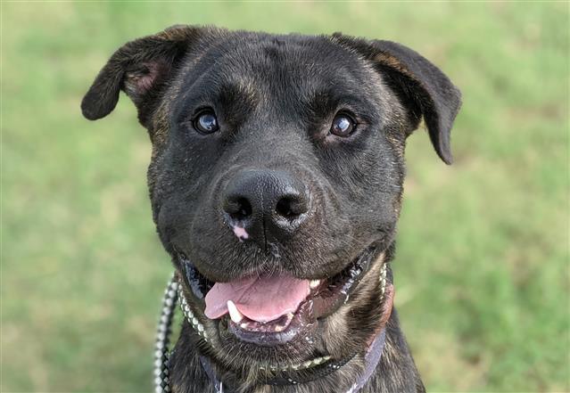Enlarge MISO*, a Adoptable Mastiff in Tucson, AZ image 1/1