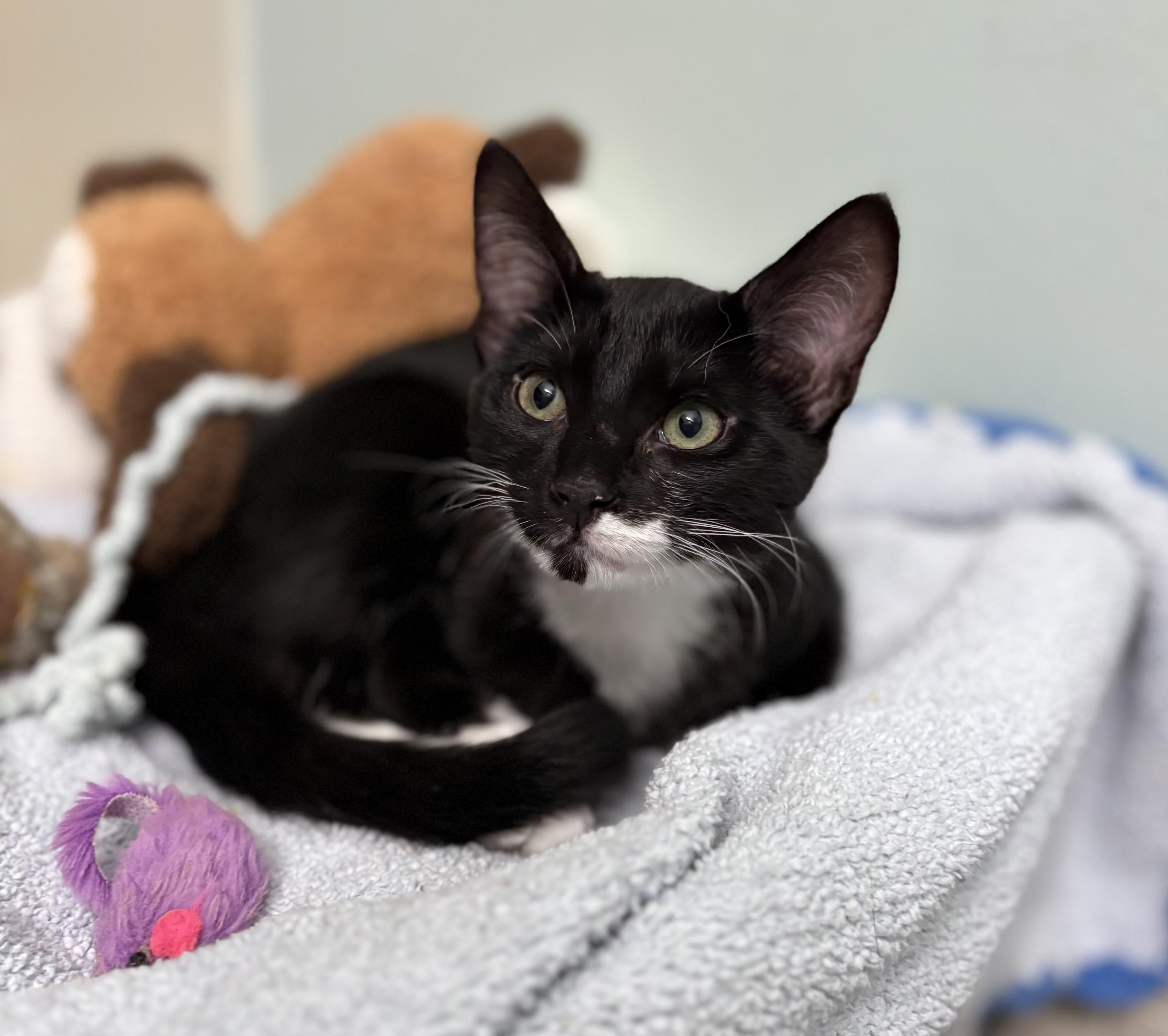 Sully, Adoptable, Kitten Male Tuxedo.