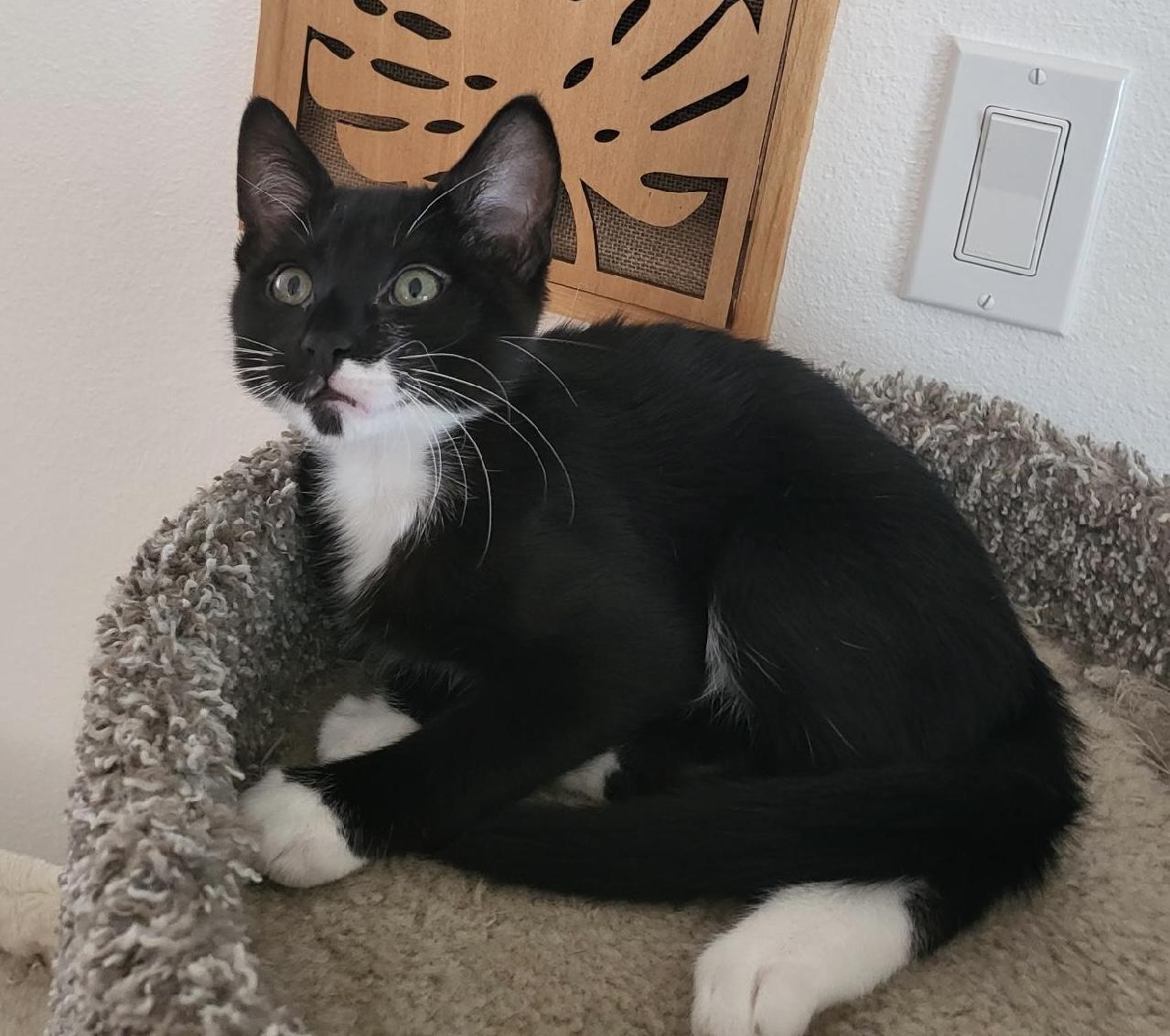 Enlarge Sully, a Adoptable Tuxedo in Brooksville, FL image 5/5
