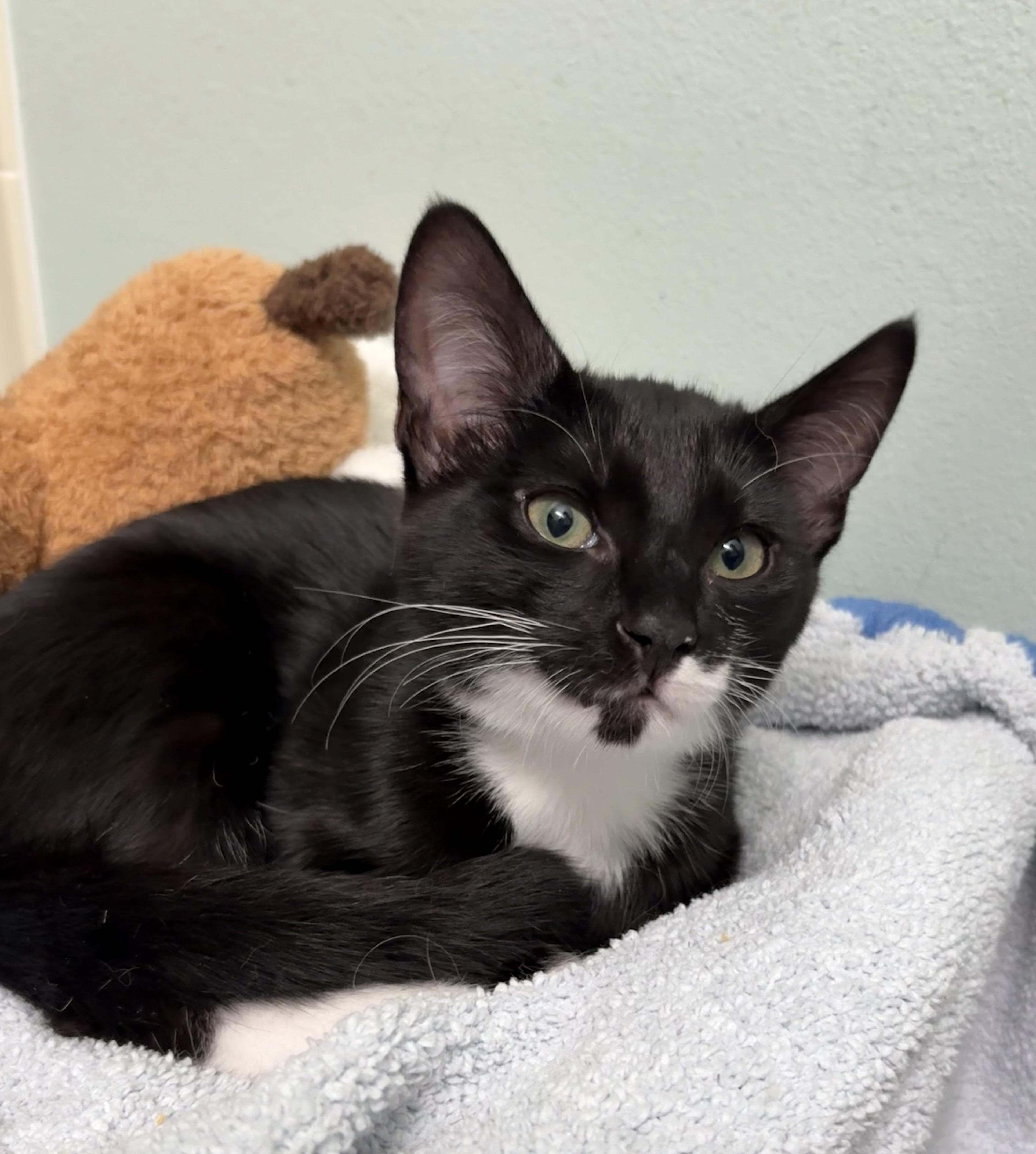 Enlarge Sully, a Adoptable Tuxedo in Brooksville, FL image 2/5