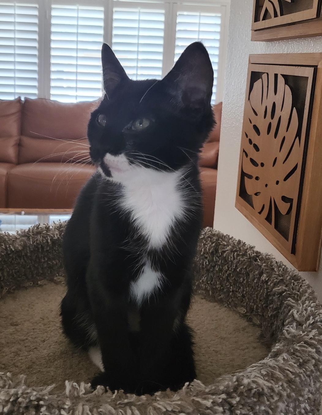 Enlarge Sully, a Adoptable Tuxedo in Brooksville, FL image 4/5