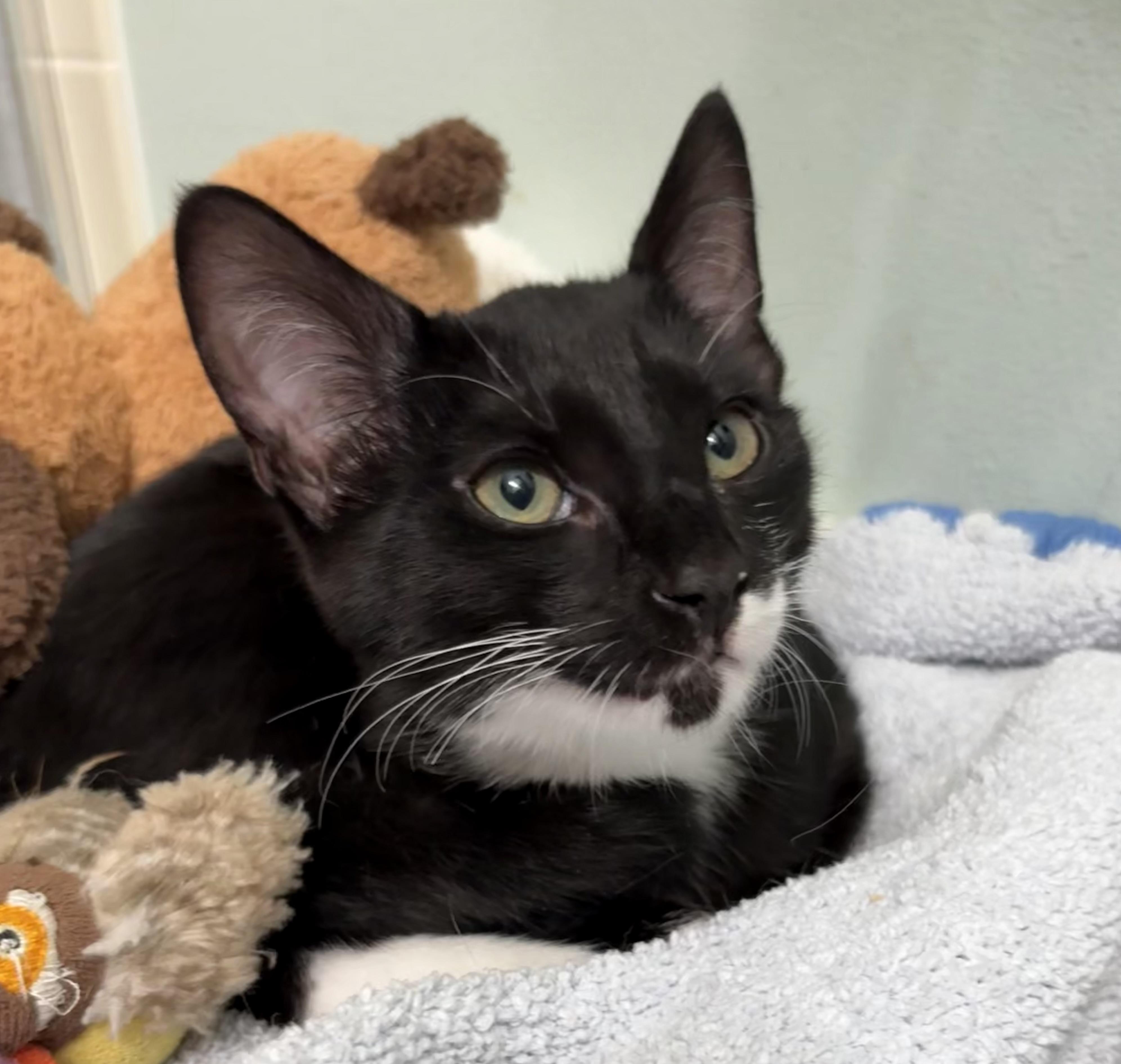 Enlarge Sully, a Adoptable Tuxedo in Brooksville, FL image 3/5