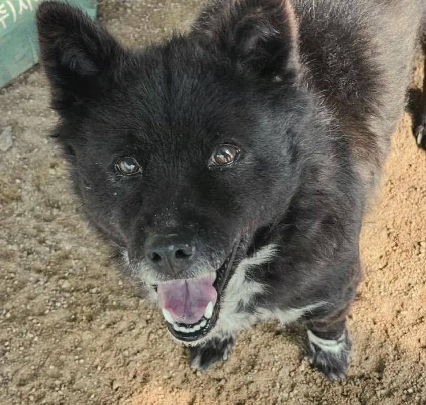 Enlarge Taquito, an adopted mixed breed in Seattle, WA image 2/6