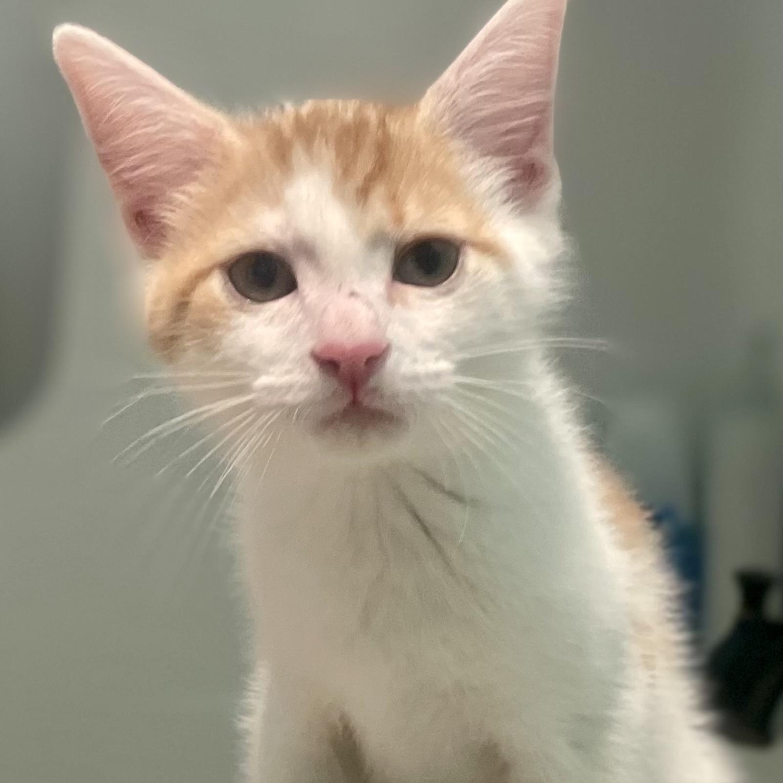 Blake, a ADOPTABLE mixed breed in High View, WV image 3/6