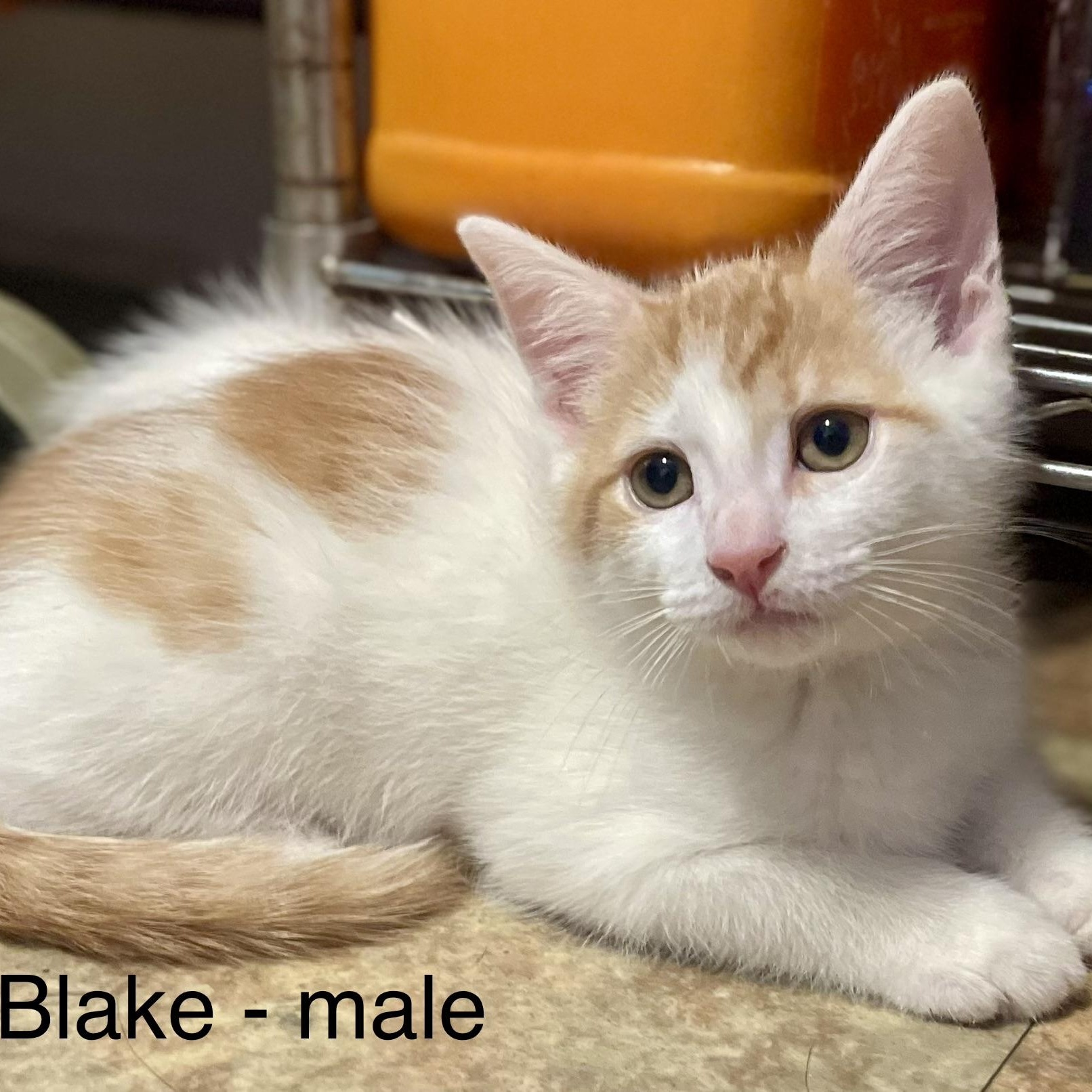 Blake, ADOPTABLE, Kitten Male Domestic Short Hair.