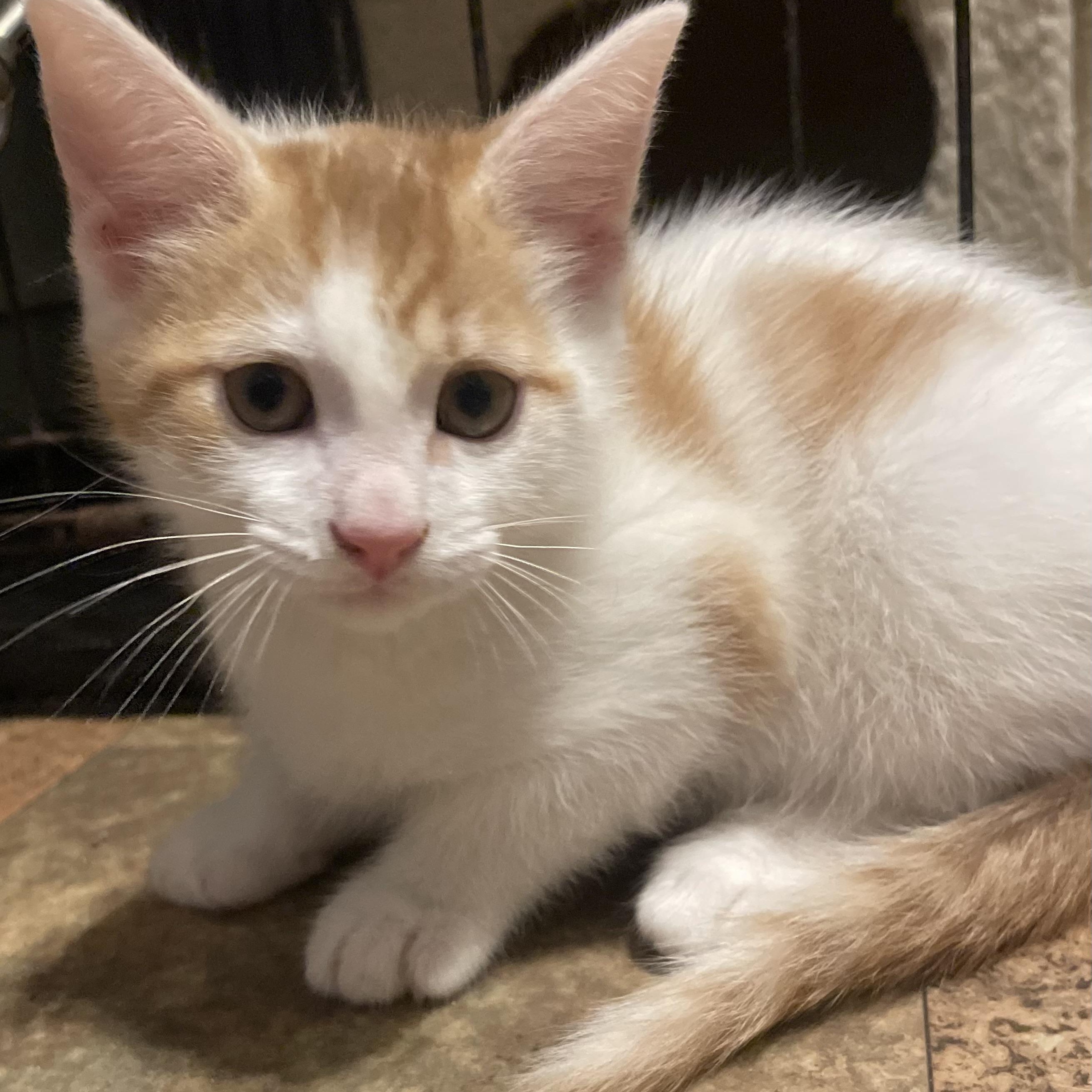 Blake, a ADOPTABLE mixed breed in High View, WV image 2/6