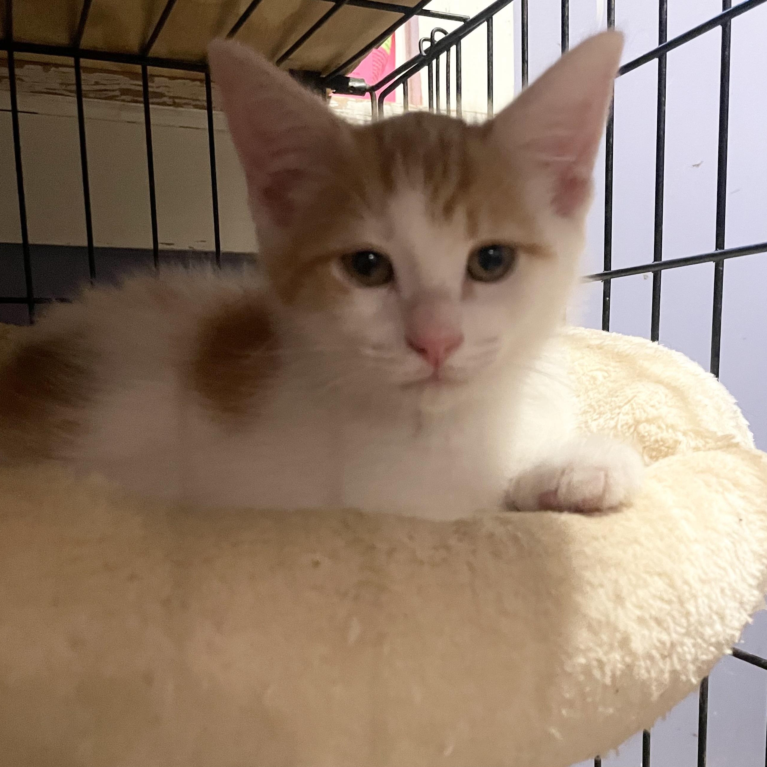 Blake, a ADOPTABLE mixed breed in High View, WV image 6/6