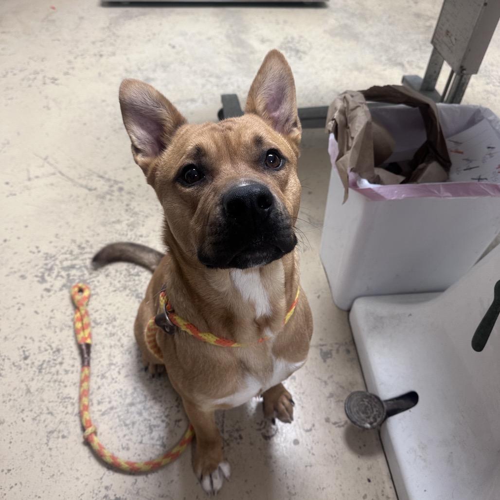 Zane, a Adoptable mixed breed in Canton, IL image 1/6