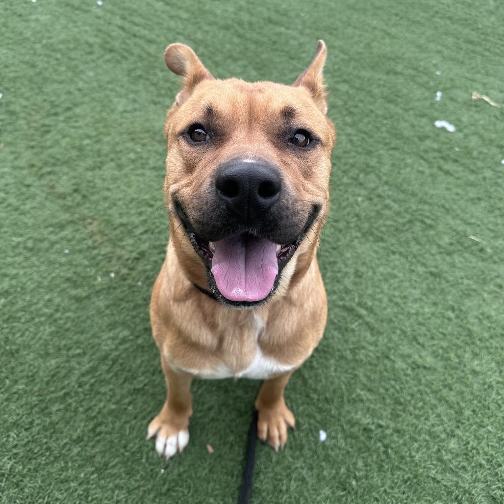 Zane, a Adoptable mixed breed in Canton, IL image 2/6