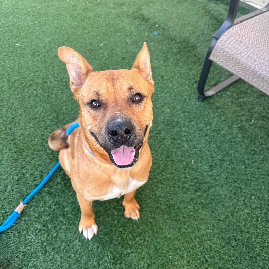 Zane, a Adoptable mixed breed in Canton, IL image 3/6