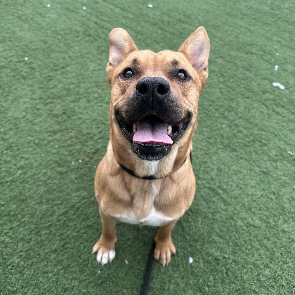 Zane, a Adoptable mixed breed in Canton, IL image 4/6