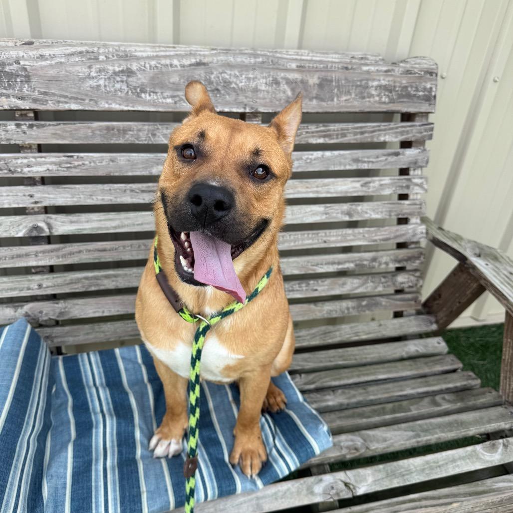Zane, a Adoptable mixed breed in Canton, IL image 5/6