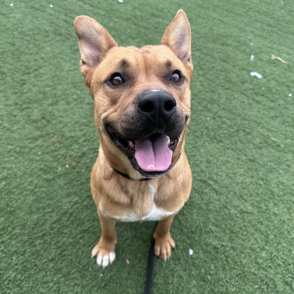 Zane, a Adoptable mixed breed in Canton, IL image 6/6