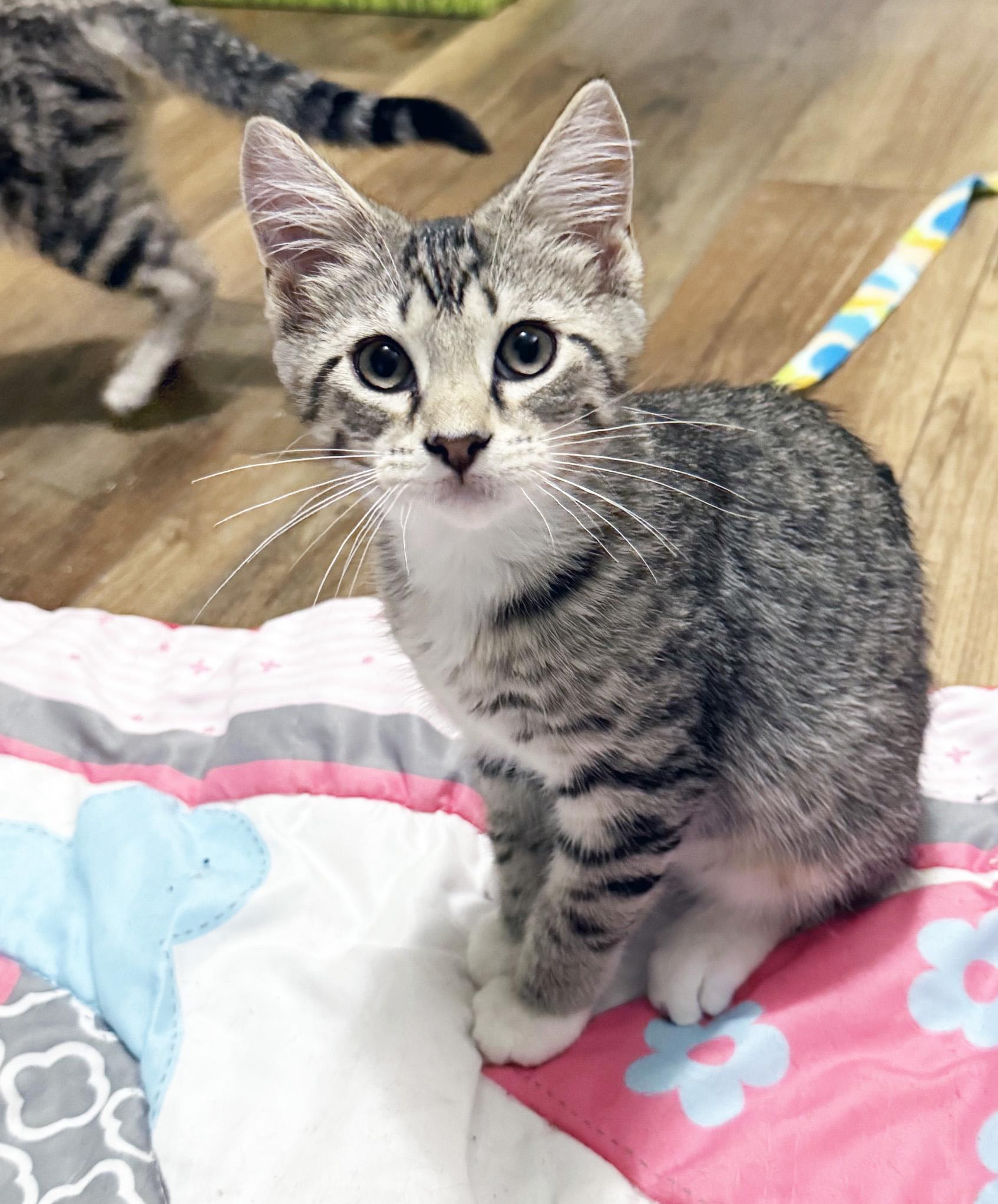 Dawson - purrecious little sweetheart, an adopted Tabby in Neenah, WI image 5/6