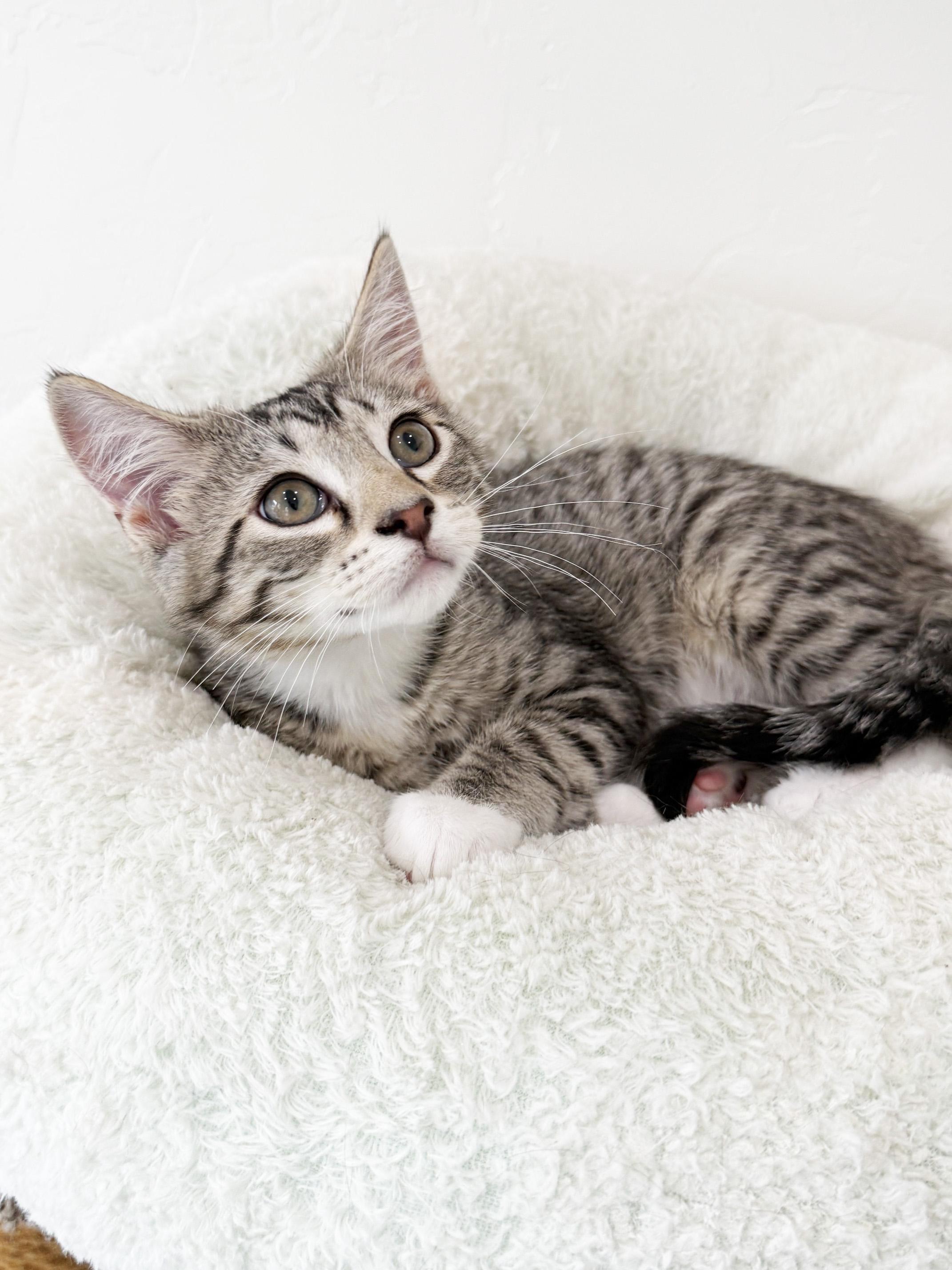 Dawson - purrecious little sweetheart, an adopted Tabby in Neenah, WI image 2/6