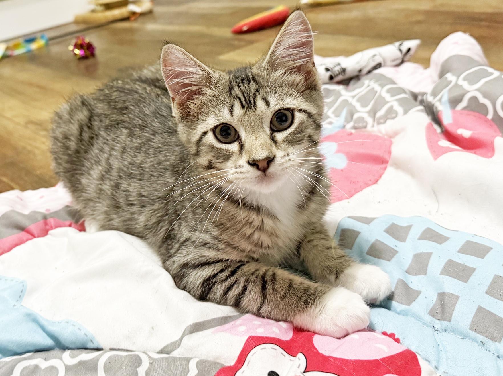 Dawson - purrecious little sweetheart, an adopted Tabby in Neenah, WI image 4/6