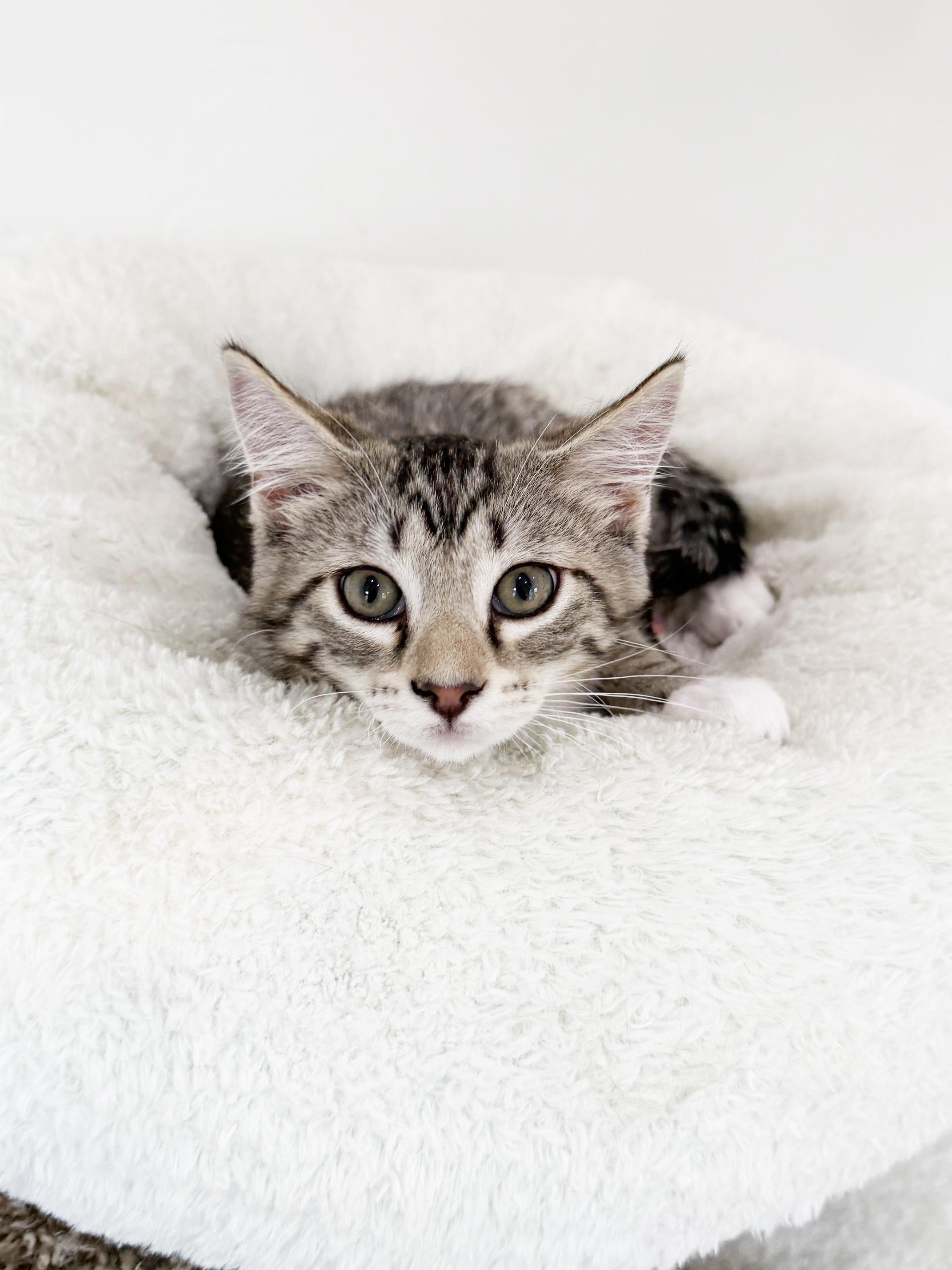 Dawson - purrecious little sweetheart, an adopted Tabby in Neenah, WI image 3/6