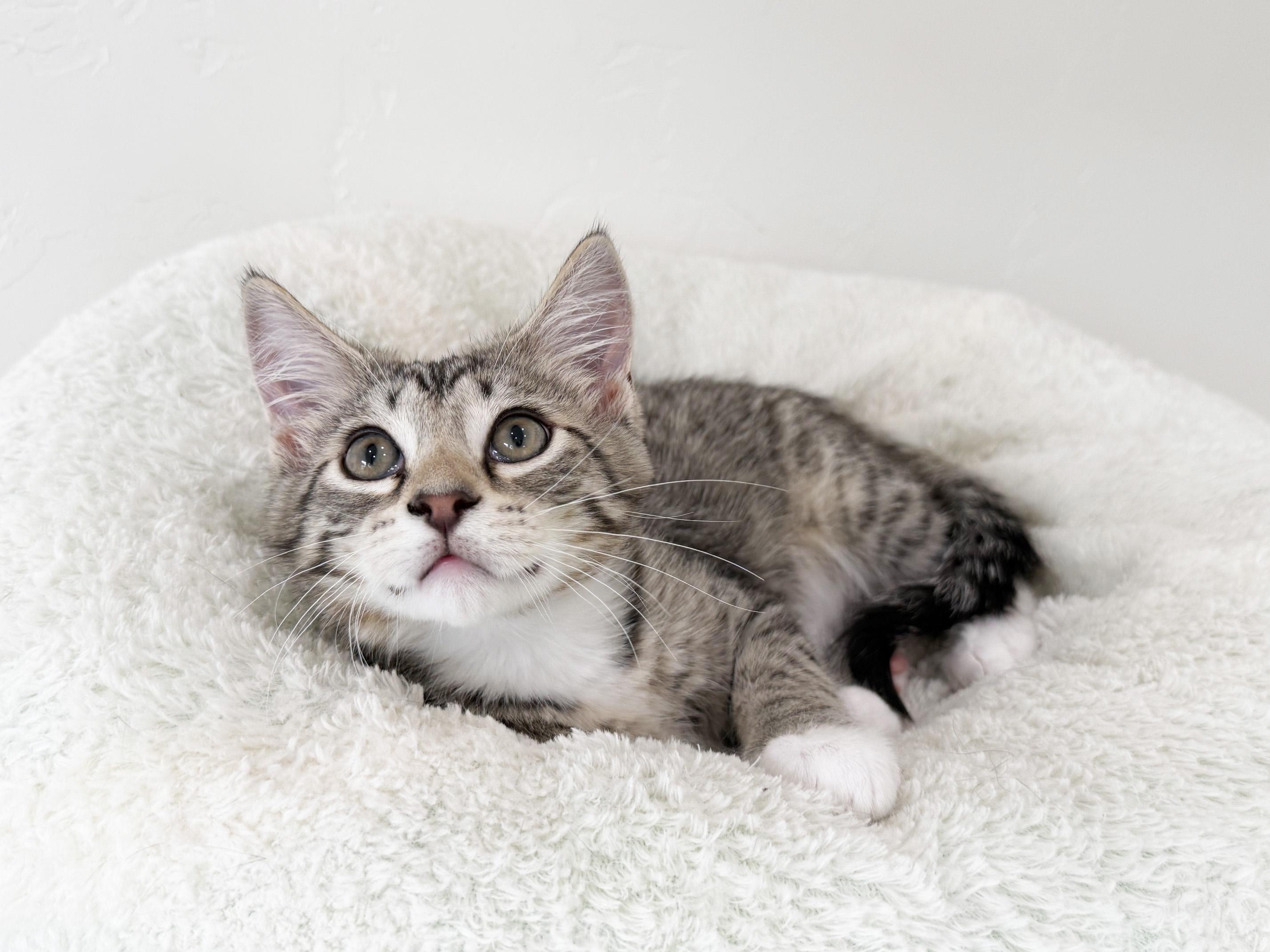 Dawson - purrecious little sweetheart, adopted, Kitten Male Tabby.
