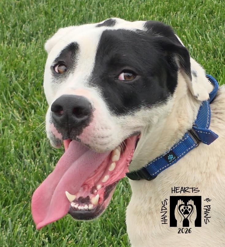 Enlarge Dodo, an adoptable mixed breed in Omaha, NE image 5/6