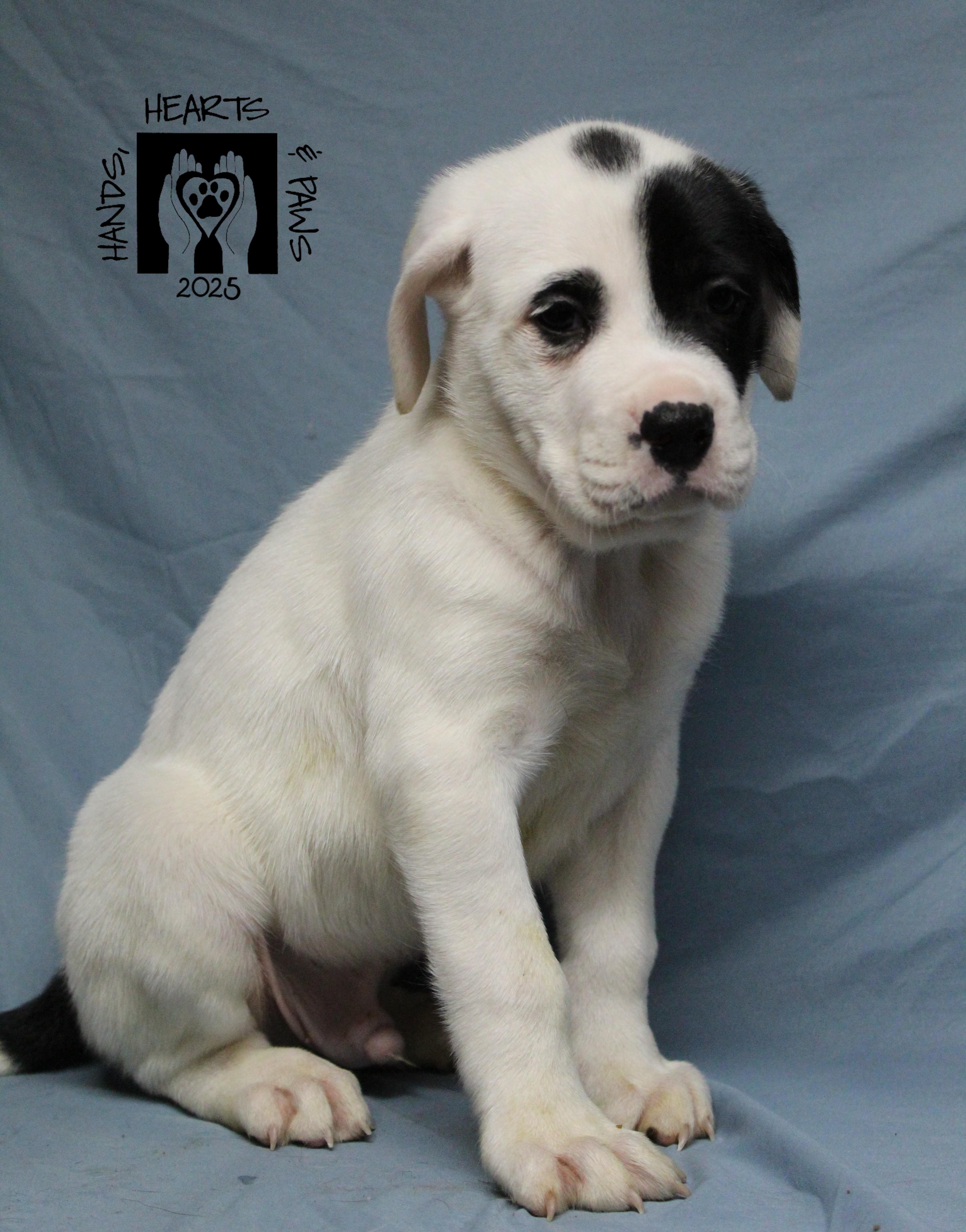 Enlarge Dodo, an adoptable mixed breed in Omaha, NE image 2/6