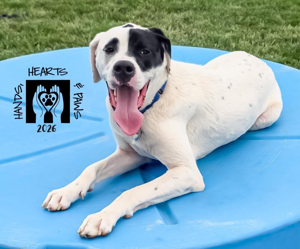 Enlarge Dodo, an adoptable mixed breed in Omaha, NE image 1/6