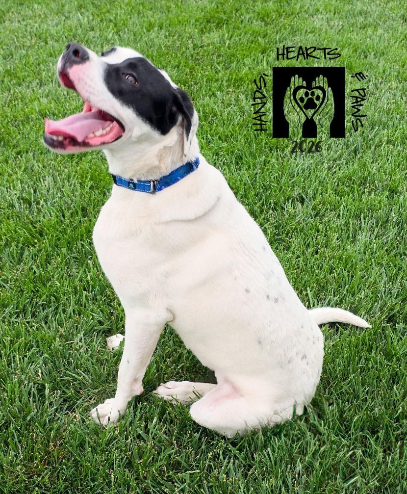 Enlarge Dodo, an adoptable mixed breed in Omaha, NE image 6/6