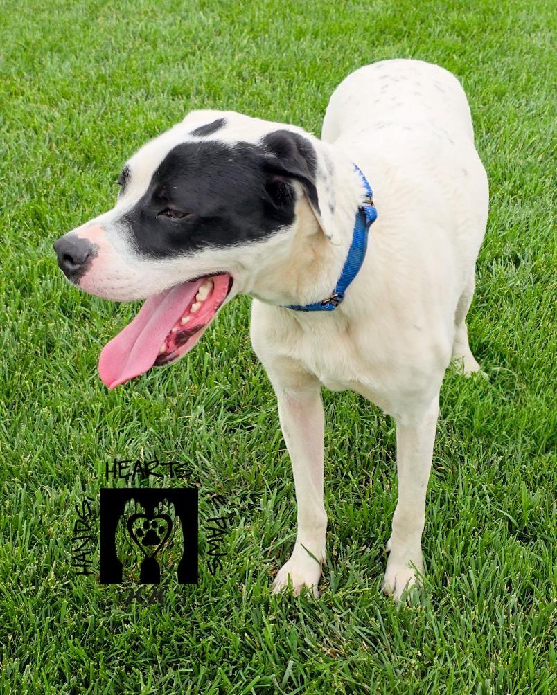 Enlarge Dodo, an adoptable mixed breed in Omaha, NE image 4/6