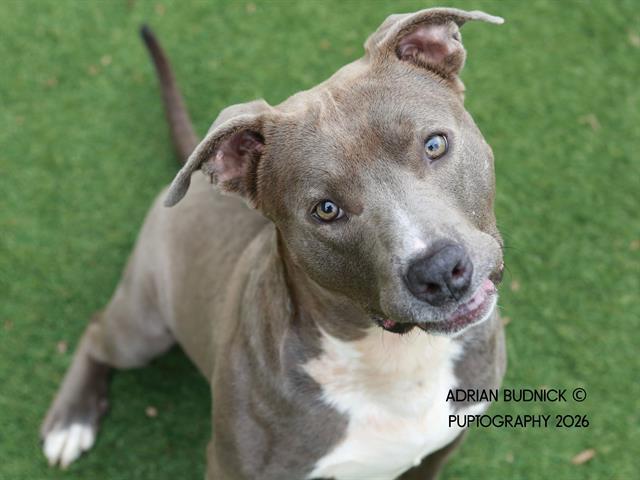 Whirlpool, ADOPTABLE, Young Male Mixed Breed.