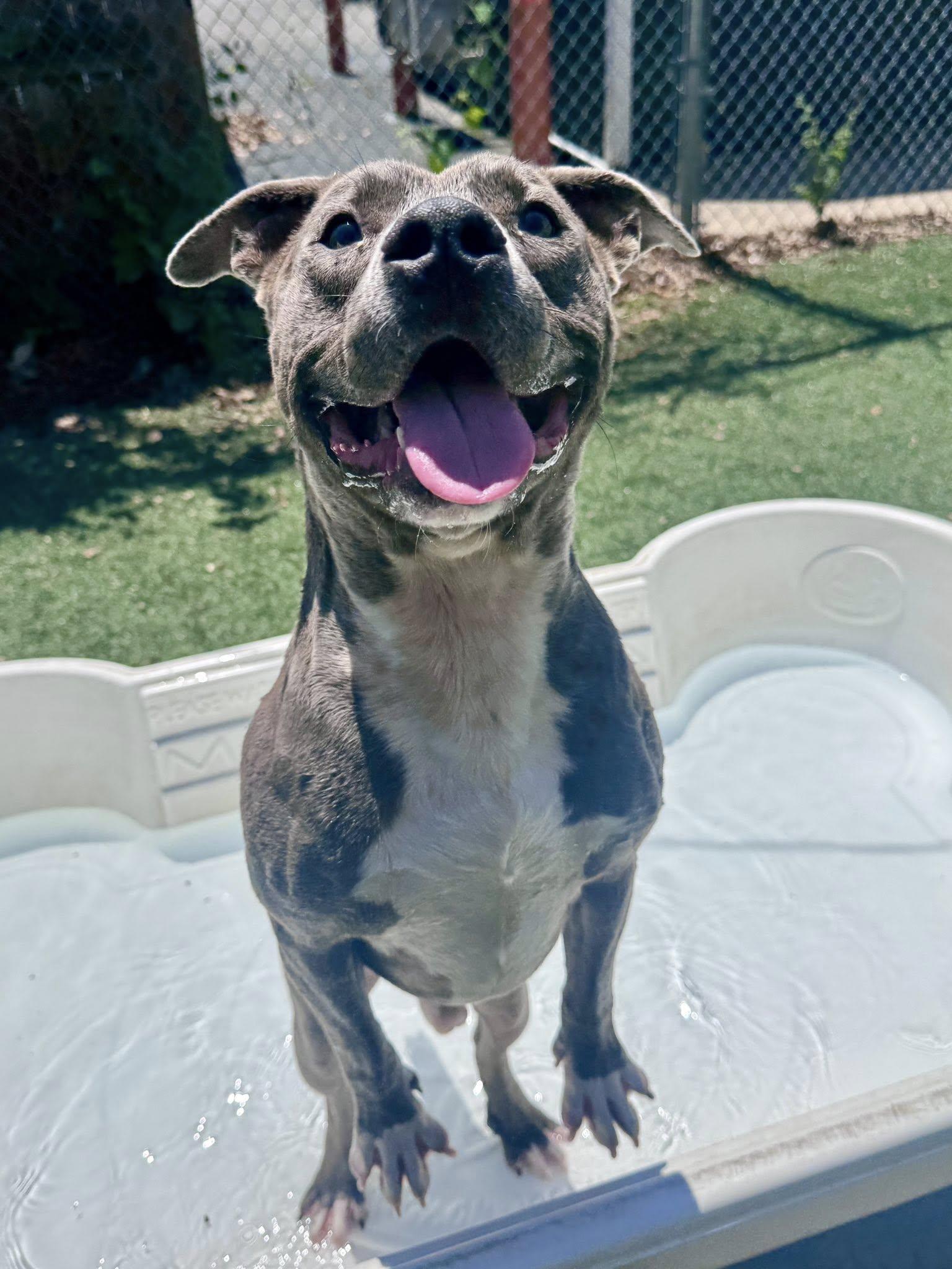 Whirlpool, a ADOPTABLE mixed breed in Nashville, TN image 2/5