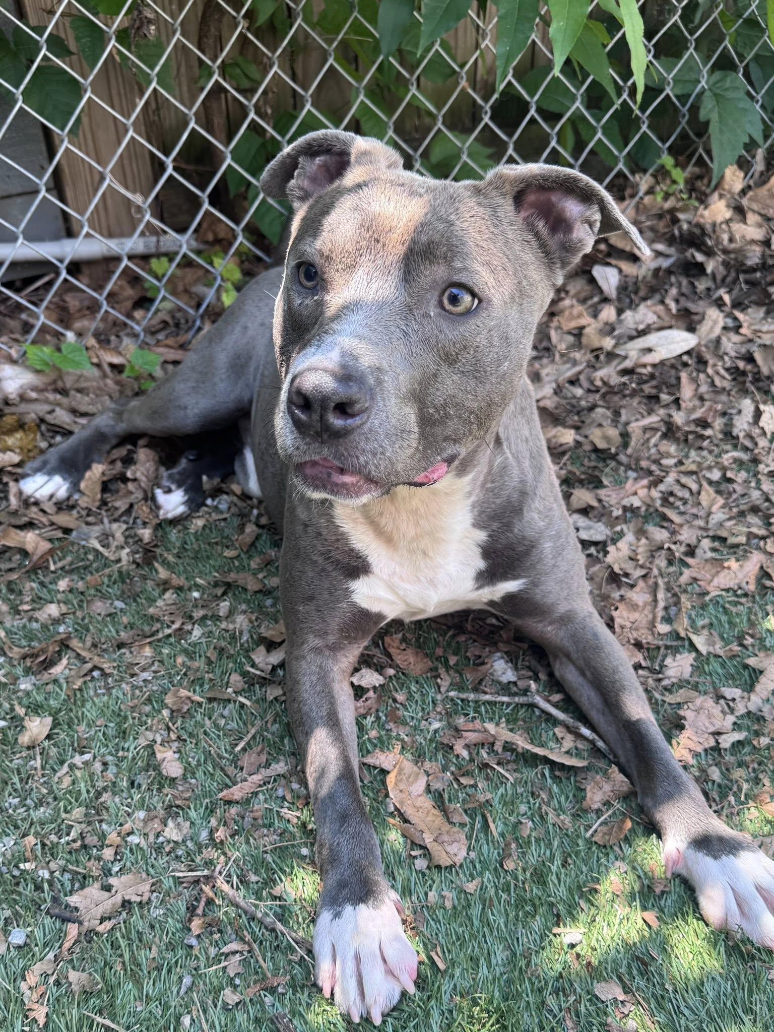 Whirlpool, a ADOPTABLE mixed breed in Nashville, TN image 4/5