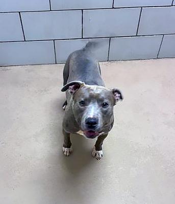 Enlarge Whirlpool, a ADOPTABLE mixed breed in Nashville, TN image 2/2