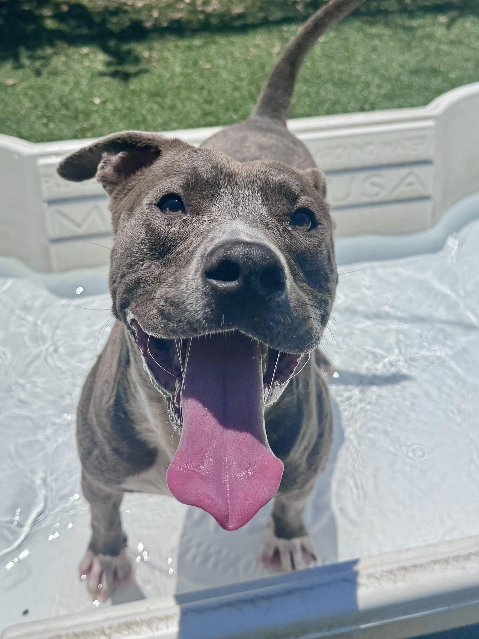 Whirlpool, a ADOPTABLE mixed breed in Nashville, TN image 1/5