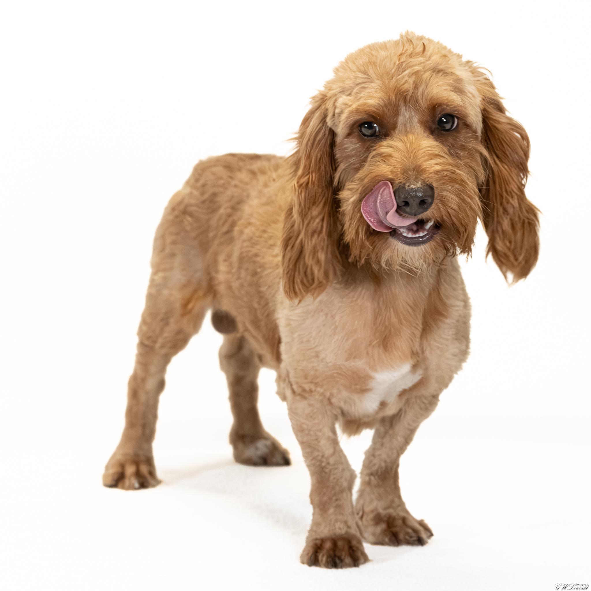 Enlarge Tank, a Adopted mixed breed in Argyle, NY image 2/5